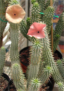 hoodia plant