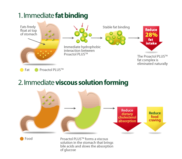 Proactol Plus How It works