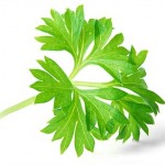 Parsley health benefits