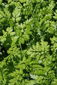 Parsley Nutritional Values