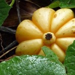 garcinia cambogia extract for weight loss