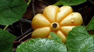 garcinia cambogia extract for weight loss