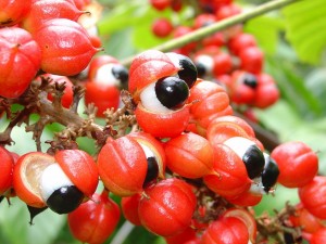 Guarana full with caffeine for weight loss